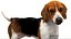 3D beagleDog 3D model