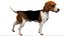 3D beagleDog 3D model