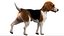3D beagleDog 3D model