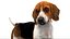 3D beagleDog 3D model