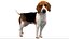 3D beagleDog 3D model
