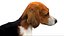 3D beagleDog 3D model