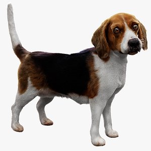 3D beagleDog 3D model