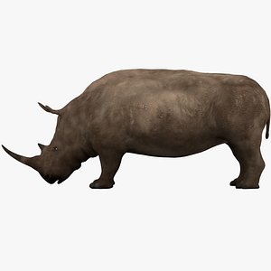 rhino rhinoceros animal model