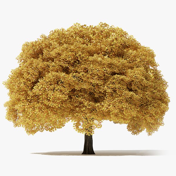 Maple Tree 3D Models for Download | TurboSquid
