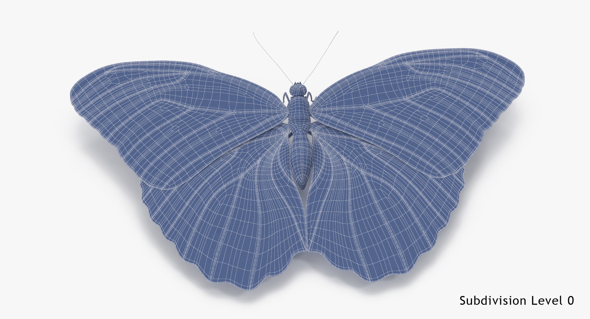 blue morpho butterfly wings 3d model https://p.turbosquid.com/ts-thumb/Kw/j2C3ZG/1PbS4JE6/blue_morpho_butterfly_01_001_wireframe_subdiv0/jpg/1468746715/1920x1080/fit_q87/d4094acc4f39da1b0021078f4ff708e95208630b/blue_morpho_butterfly_01_001_wireframe_subdiv0.jpg