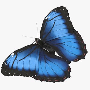 blue morpho butterfly wings 3d model