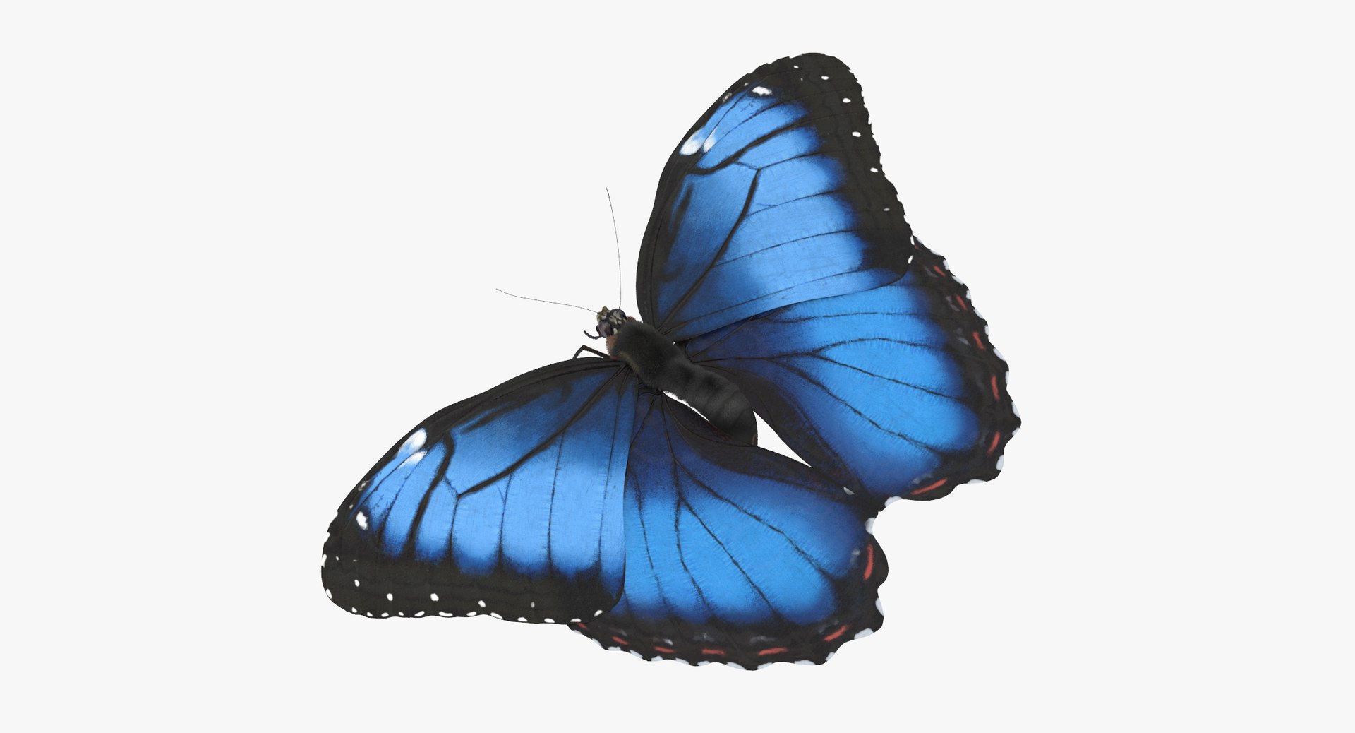 blue morpho butterfly wings 3d model https://p.turbosquid.com/ts-thumb/Kw/j2C3ZG/DmECV8m9/blue_morpho_butterfly_01_001_thumbnail_0000/jpg/1468746714/1920x1080/fit_q87/bcb039a6c1237de6ca9b33109a88a712a060816c/blue_morpho_butterfly_01_001_thumbnail_0000.jpg