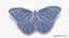 Blue Morpho Butterfly Wings Open Pose 01
