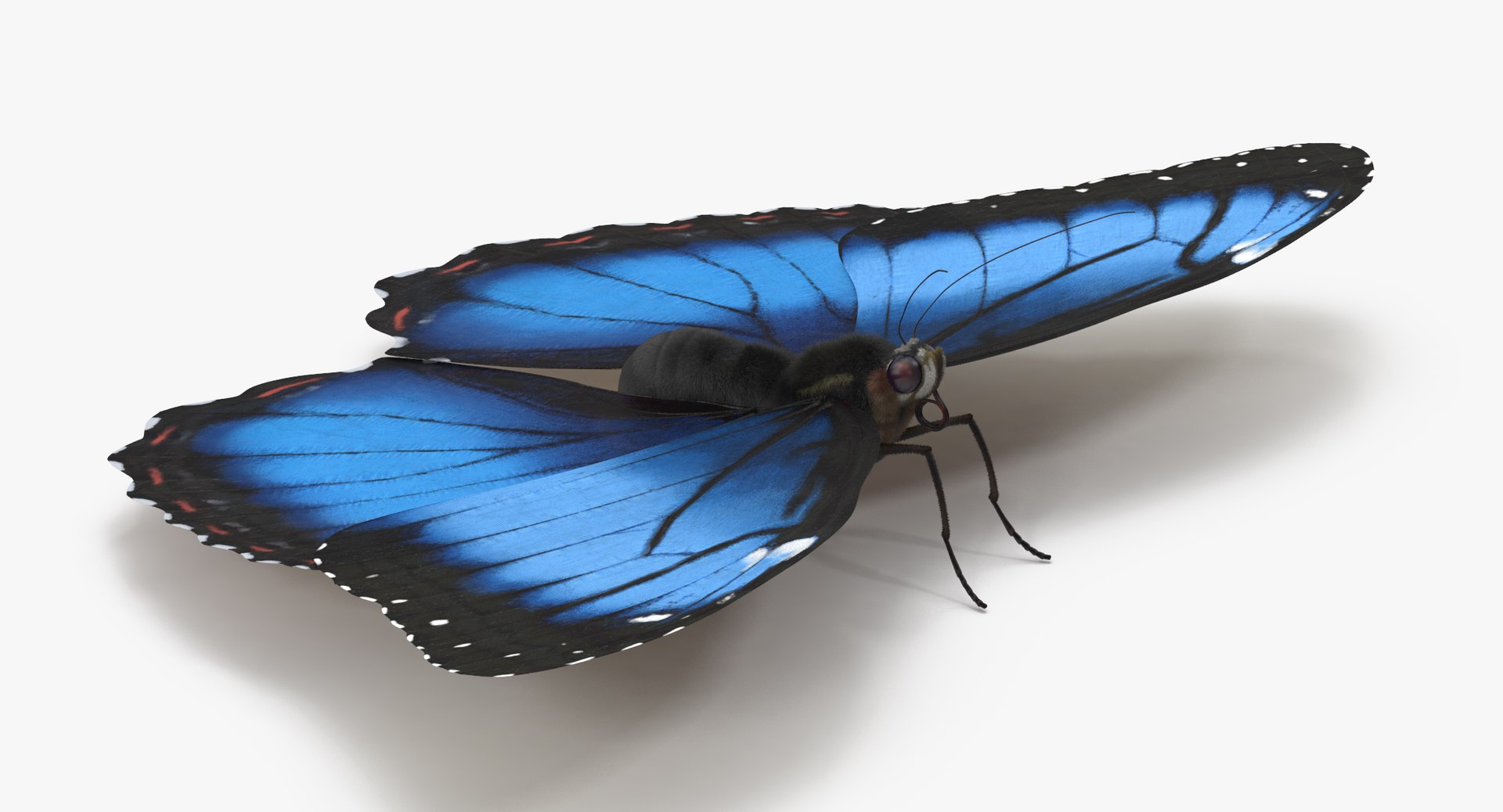 blue morpho butterfly wings 3d model https://p.turbosquid.com/ts-thumb/Kw/j2C3ZG/sgzHfFSq/blue_morpho_butterfly_01_001_thumbnail_0005/jpg/1468746714/1920x1080/fit_q87/ae9a56773b12bf0b52c4b3f82ba4ad8ffc9c78c9/blue_morpho_butterfly_01_001_thumbnail_0005.jpg