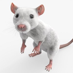 Small Rodent Rat Idle Animated Rigged For Blender