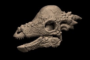 Pachycephalosaurus Skull 3D Print Model 3D model