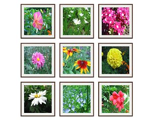 3D model pictures flower photo