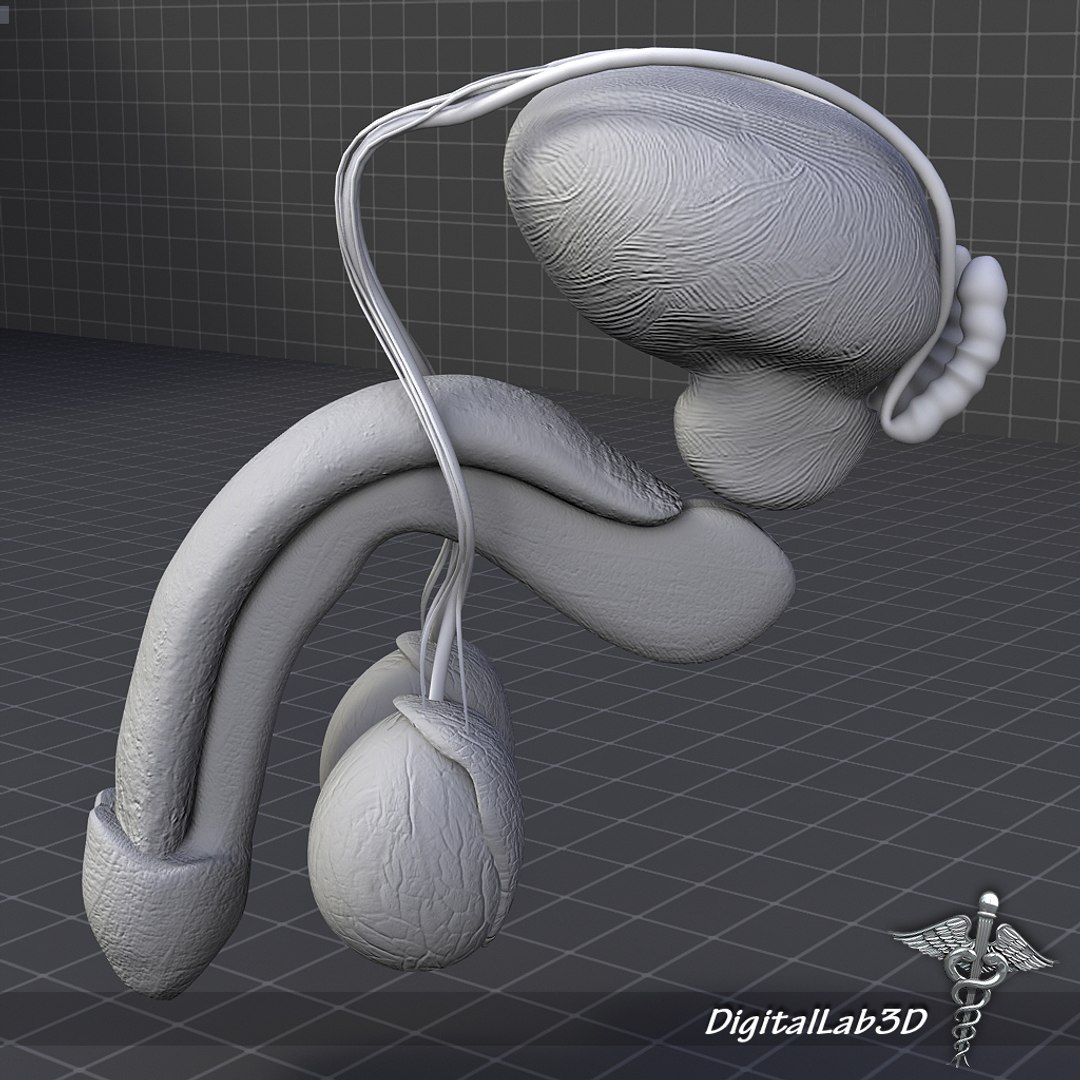 3ds Max Human Male Reproductive Anatomy