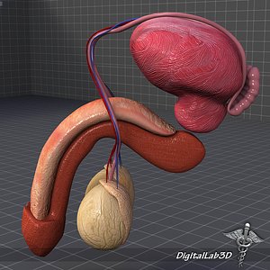 3ds max human male reproductive anatomy