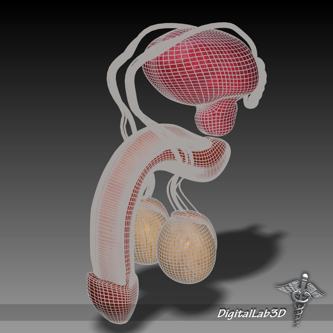 3ds Max Human Male Reproductive Anatomy