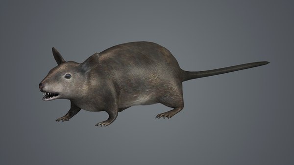 modelo 3d rata piel ratón ratones animales roedor granja - TurboSquid ...