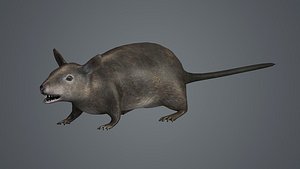 rat fur mouse mice animals rodent farm epidemic