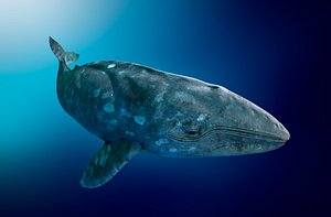 Grey Whale Lowpoly AR VR mobile