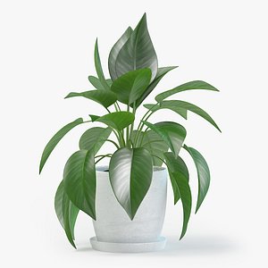 jade pothos plant pot 3D model