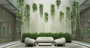 Peperomia viridis variegata