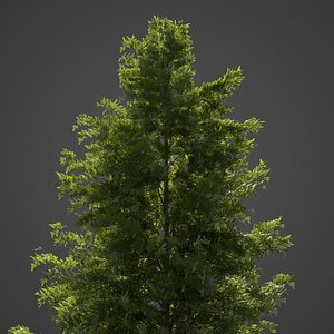 tree nature conifer 3D model