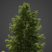 2021 PBR Japanese Hemlock Collection - Tsuga Diversifolia