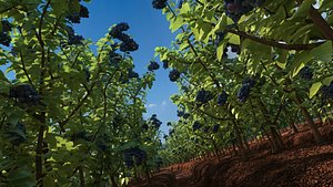 Blueberry Field