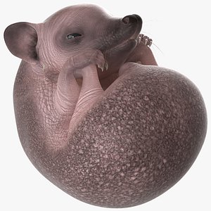 3D Curled Up Bald Hedgehog