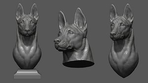 Belgian Shepherd Malinois  with a closed mouth 3D model