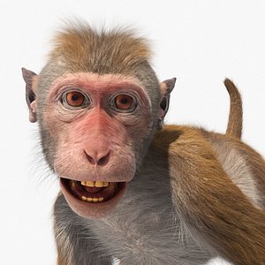Wild Rhesus Monkey Light Brown Fur for Maya Rigged