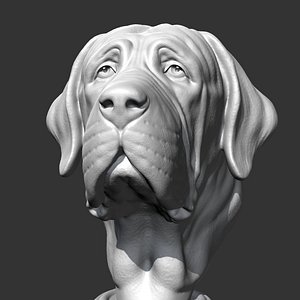 Spanish Mastiff Head AM30 print