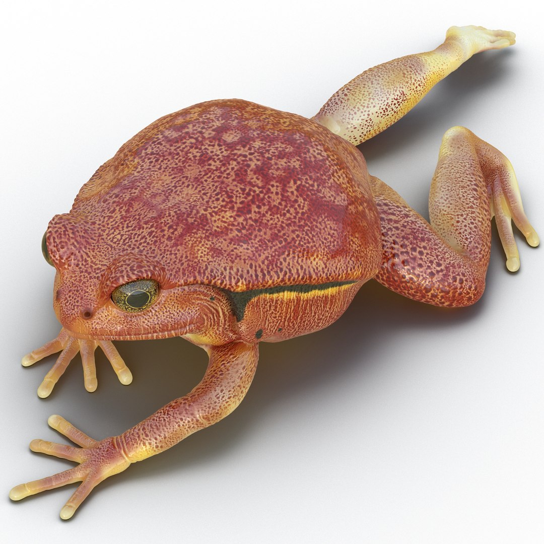 Tomato Frog Pose 3 3D model preview