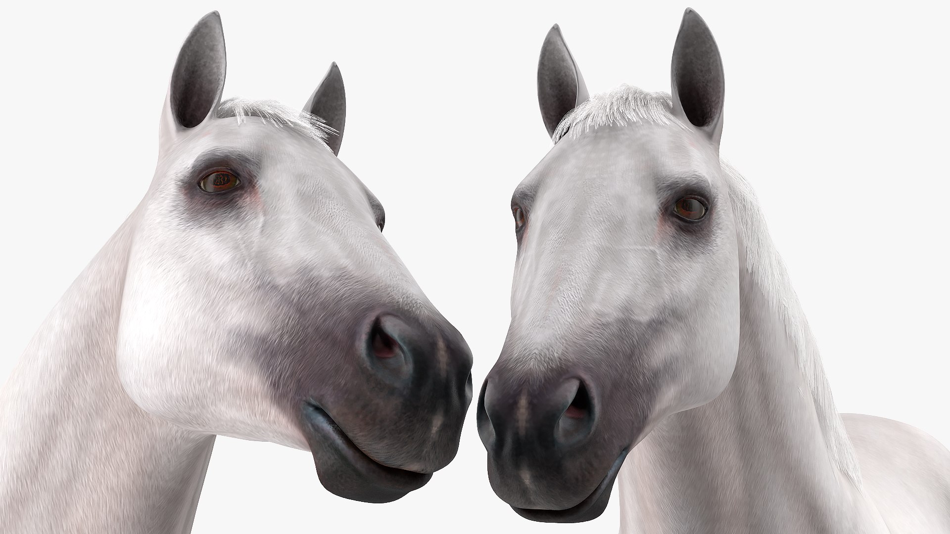 3D model white horse fur https://p.turbosquid.com/ts-thumb/Kx/hT2SaB/0um5pf9c/whitehorsefurvray3dmodel017/jpg/1570326432/1920x1080/fit_q87/4b9f198d8d5efc5762d16c3772ca7518911d1e7a/whitehorsefurvray3dmodel017.jpg
