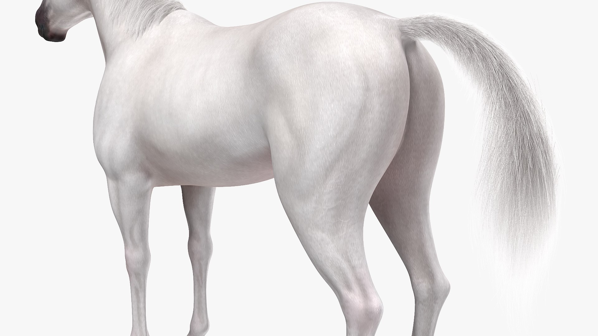 3D model white horse fur https://p.turbosquid.com/ts-thumb/Kx/hT2SaB/1C4BYJKY/whitehorsefurvray3dmodel013/jpg/1570326419/1920x1080/fit_q87/503aac646fa4868522cbe383df83b0f9f5b15630/whitehorsefurvray3dmodel013.jpg