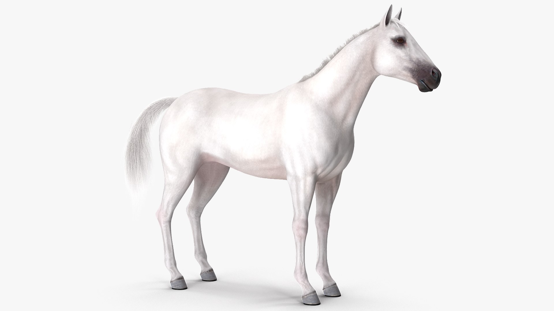 3D model white horse fur https://p.turbosquid.com/ts-thumb/Kx/hT2SaB/AfIpZkuk/whitehorsefurvray3dmodel004/jpg/1570326394/1920x1080/fit_q87/23faa9b4fca7ab869e6d62402c0b2832fb6fa1da/whitehorsefurvray3dmodel004.jpg
