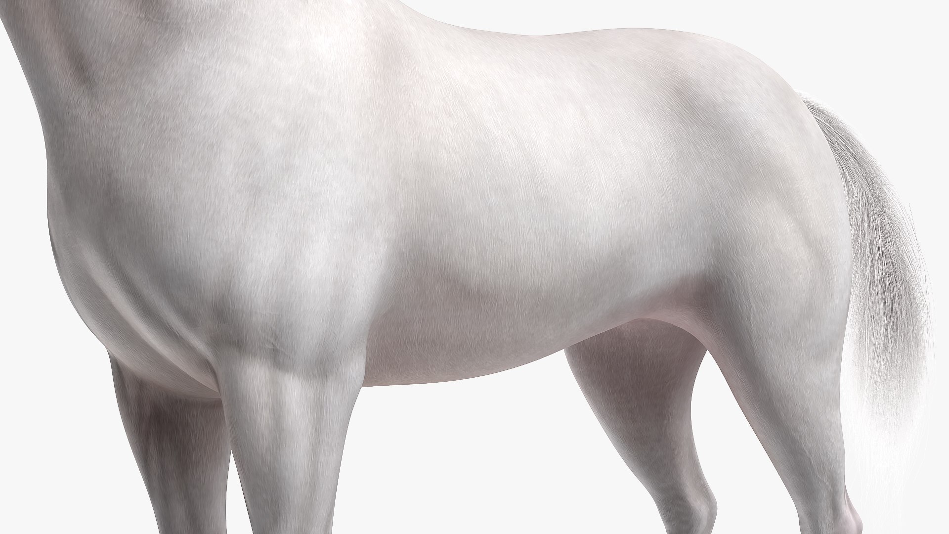 3D model white horse fur https://p.turbosquid.com/ts-thumb/Kx/hT2SaB/HkkErtj2/whitehorsefurvray3dmodel014/jpg/1570326423/1920x1080/fit_q87/06854a47f9a76d919ec03f2314a5a01b7eddca3d/whitehorsefurvray3dmodel014.jpg