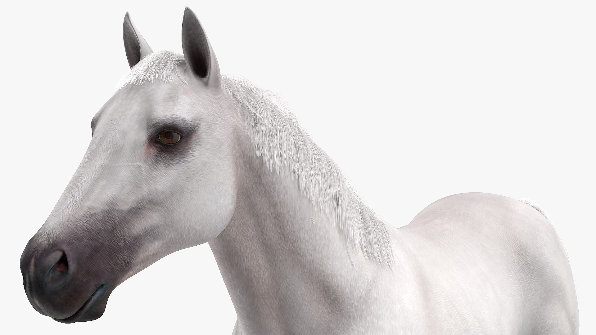 3D model white horse fur https://p.turbosquid.com/ts-thumb/Kx/hT2SaB/IcBvSC6S/whitehorsefurvray3dmodel011/jpg/1570326413/1920x1080/fit_q87/bc786247010dccee60bc4e71afef6047f75adcc4/whitehorsefurvray3dmodel011.jpg