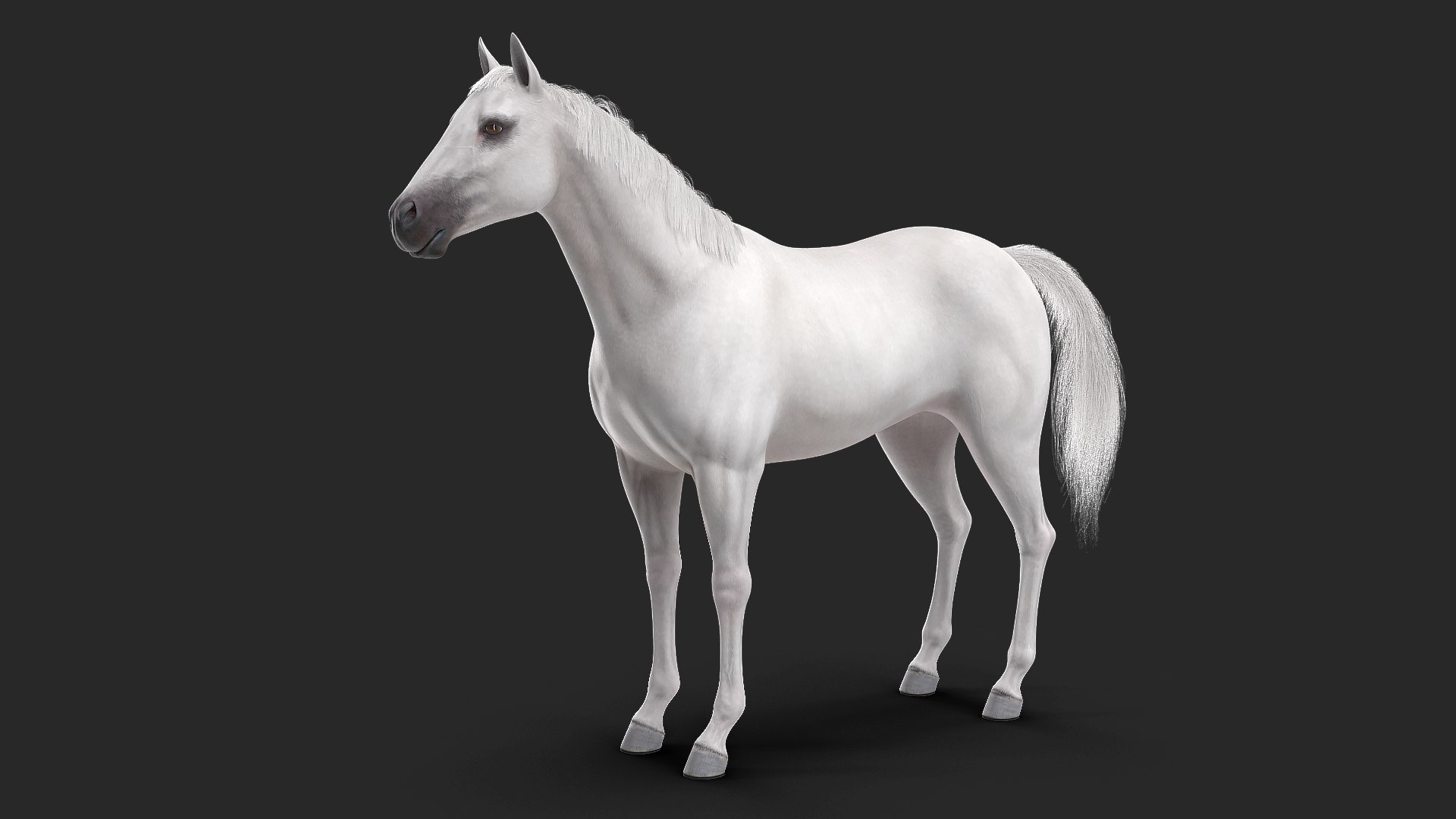 White Horse Fur 3D model preview