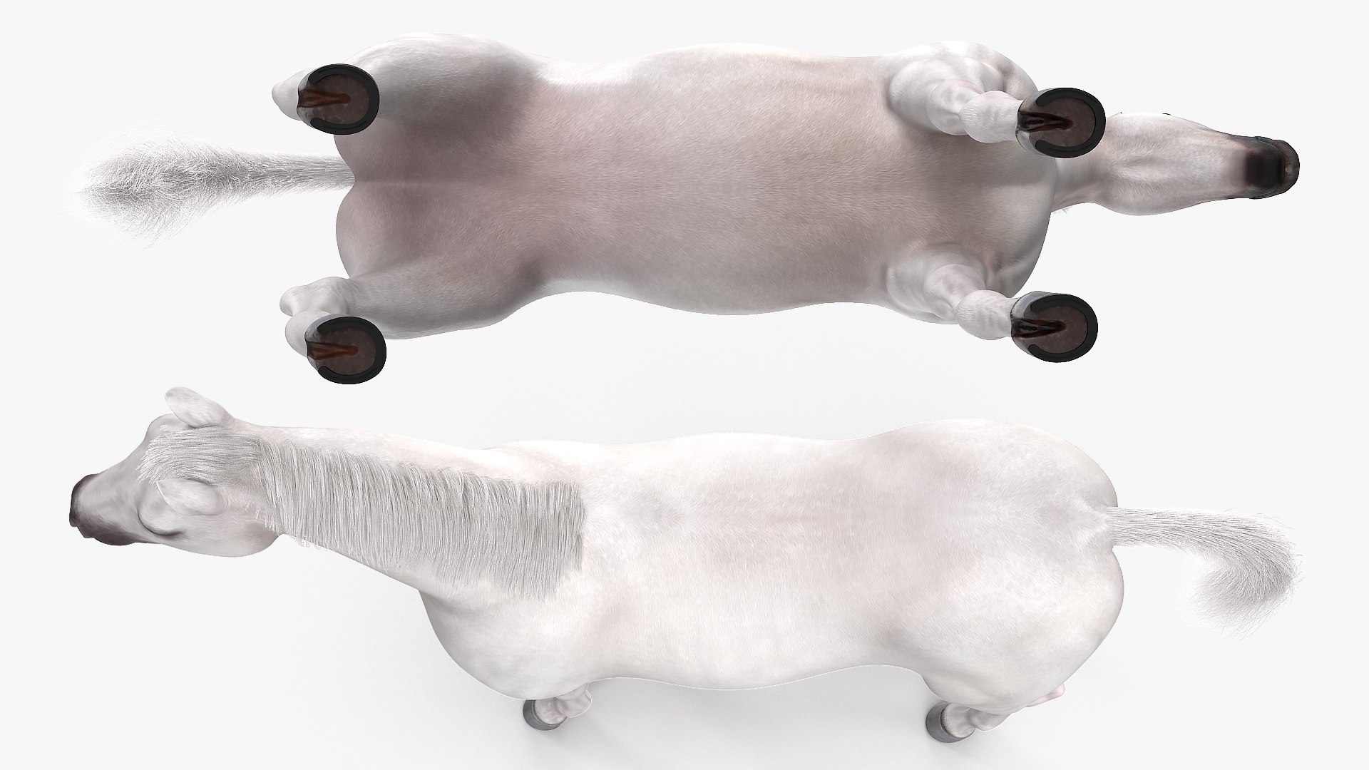 3D model white horse fur https://p.turbosquid.com/ts-thumb/Kx/hT2SaB/K5zpNwEI/whitehorsefurvray3dmodel009/jpg/1570326407/1920x1080/fit_q87/1827971c3fe988c2b9e86c596c3465f43bca28b6/whitehorsefurvray3dmodel009.jpg