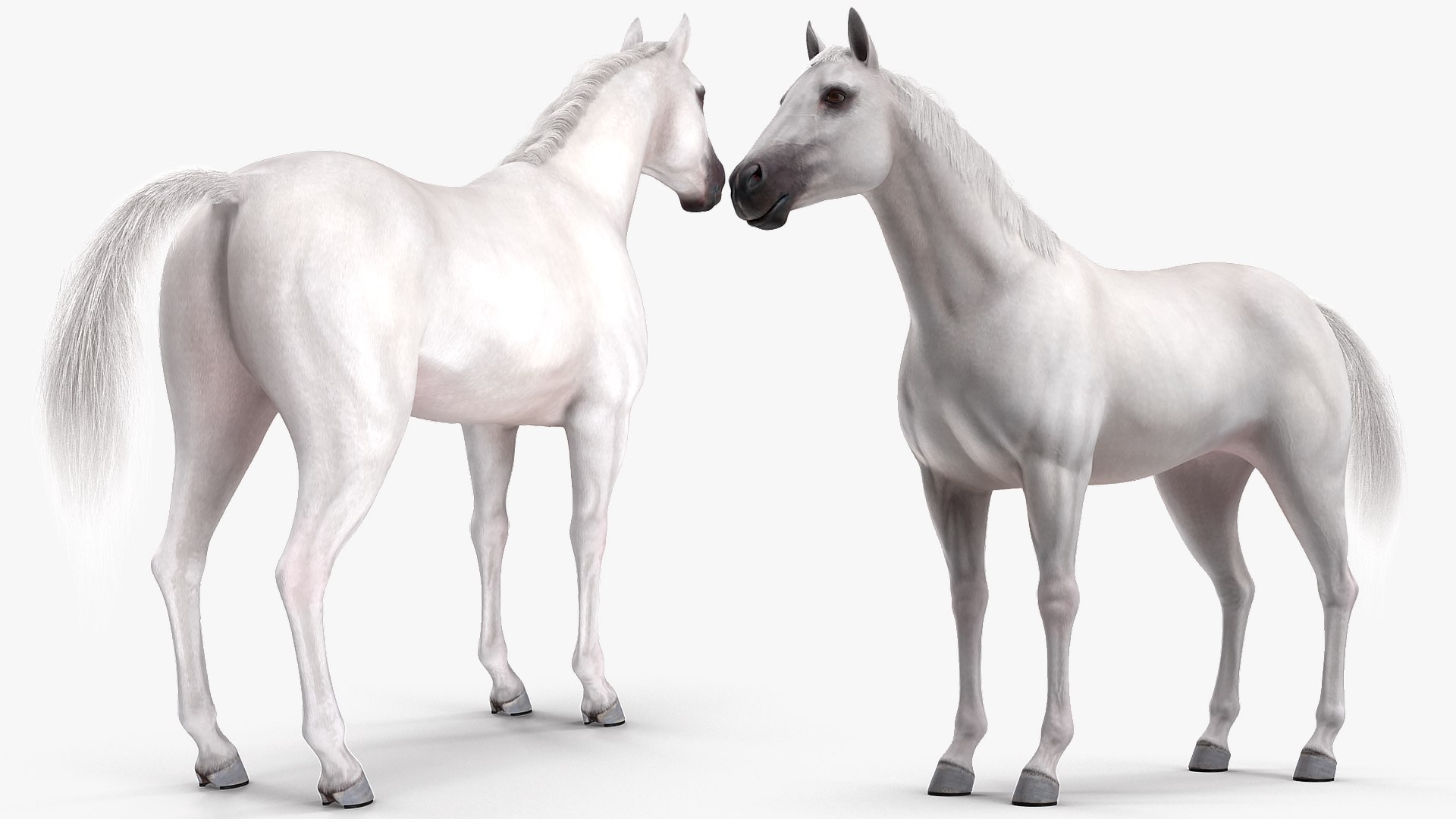 3D model white horse fur https://p.turbosquid.com/ts-thumb/Kx/hT2SaB/NHdCEiq6/whitehorsefurvray3dmodel006/jpg/1570326399/1920x1080/fit_q87/51ab4196f1fc53abe54baba089bb124126584564/whitehorsefurvray3dmodel006.jpg
