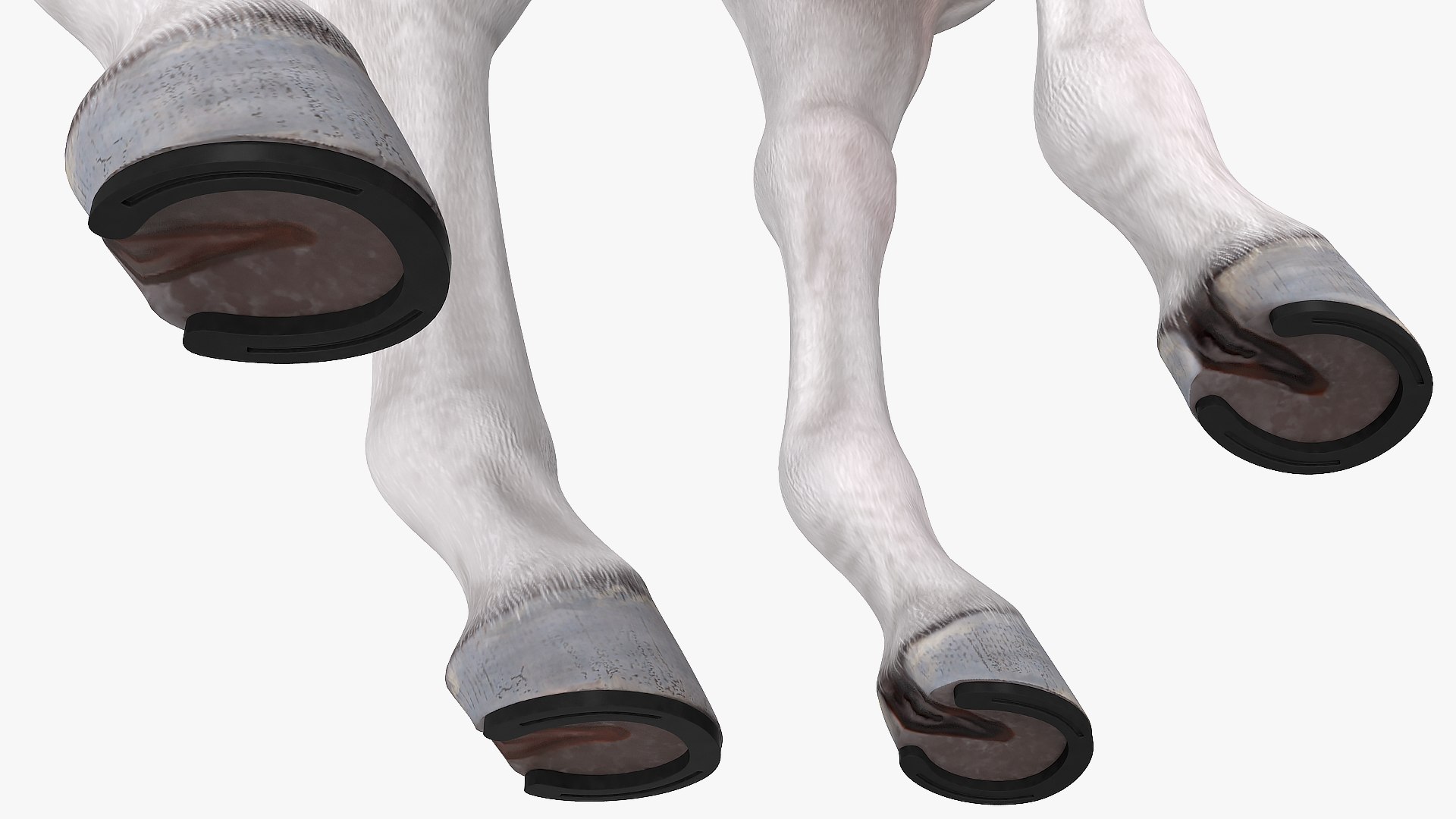 3D model white horse fur https://p.turbosquid.com/ts-thumb/Kx/hT2SaB/RasBlJOC/whitehorsefurvray3dmodel010/jpg/1570326410/1920x1080/fit_q87/5f1c9036e23a2727fd79608569efdf7e8dcc67e6/whitehorsefurvray3dmodel010.jpg