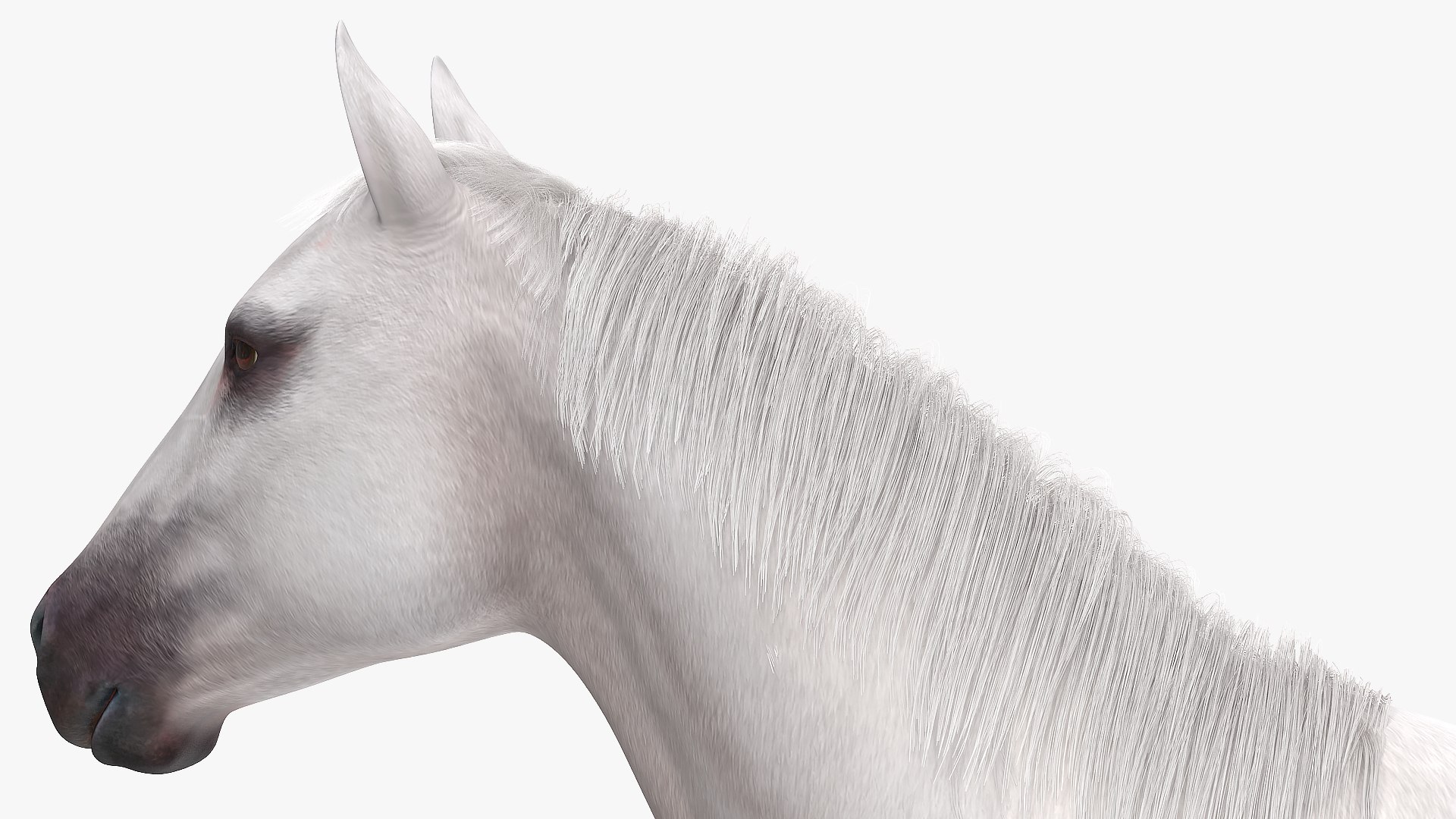 3D model white horse fur https://p.turbosquid.com/ts-thumb/Kx/hT2SaB/WixBAm2h/whitehorsefurvray3dmodel012/jpg/1570326416/1920x1080/fit_q87/c8beddfaa2539f07c34ed6385098c2e6bdad83f9/whitehorsefurvray3dmodel012.jpg