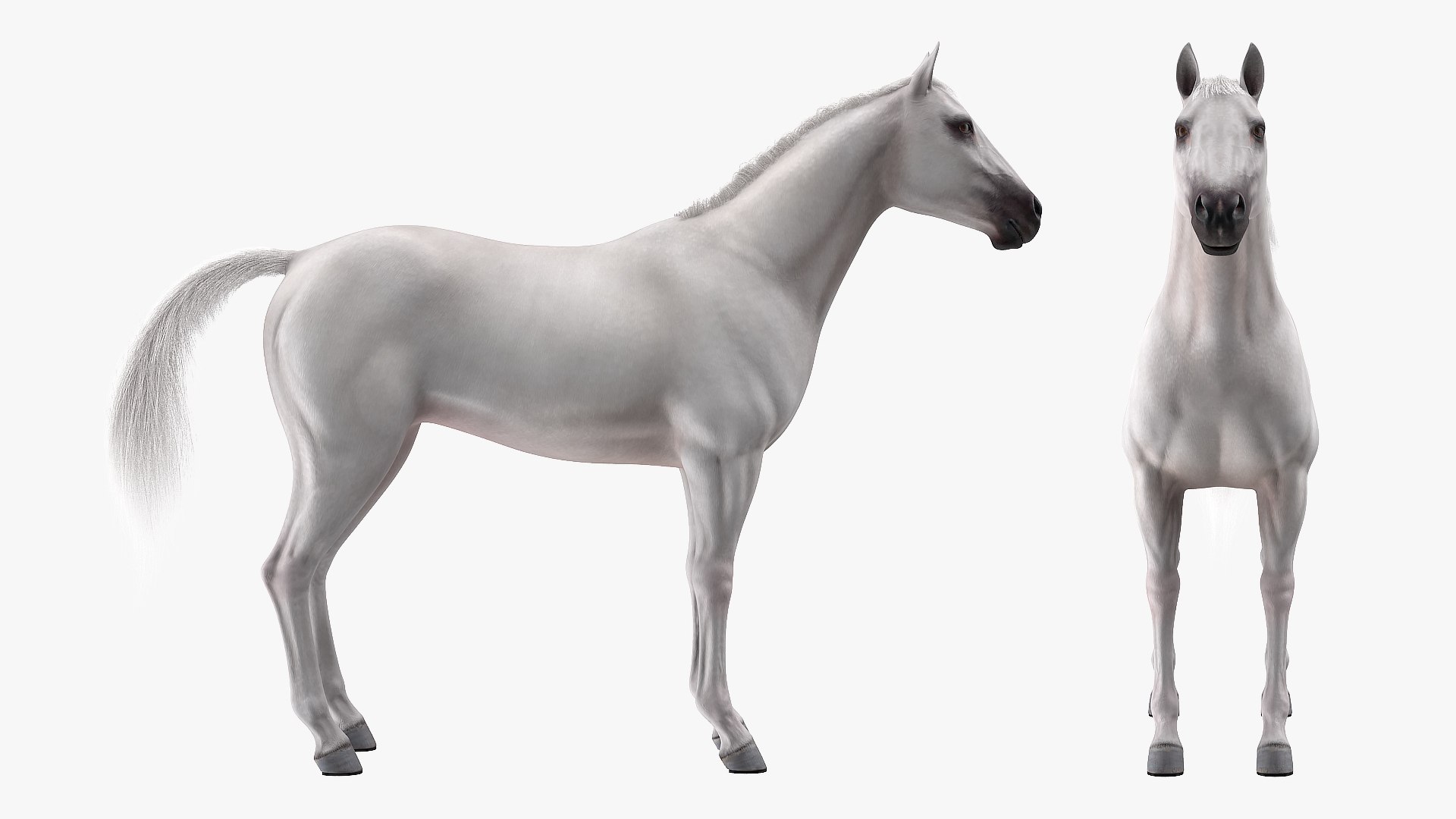 3D model white horse fur https://p.turbosquid.com/ts-thumb/Kx/hT2SaB/g3sf4lhl/whitehorsefurvray3dmodel007/jpg/1570326402/1920x1080/fit_q87/8177aa70df3301c2e028f232b40898a1f67cbab1/whitehorsefurvray3dmodel007.jpg