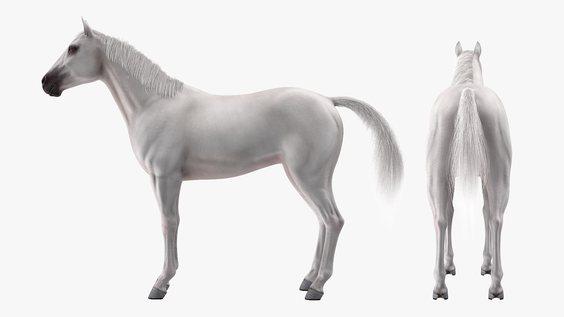 3D model white horse fur https://p.turbosquid.com/ts-thumb/Kx/hT2SaB/jsUTCbLd/whitehorsefurvray3dmodel008/jpg/1570326405/1920x1080/fit_q87/6ba40b2916afbddd3d220e80fbbb7ac657f5aea5/whitehorsefurvray3dmodel008.jpg
