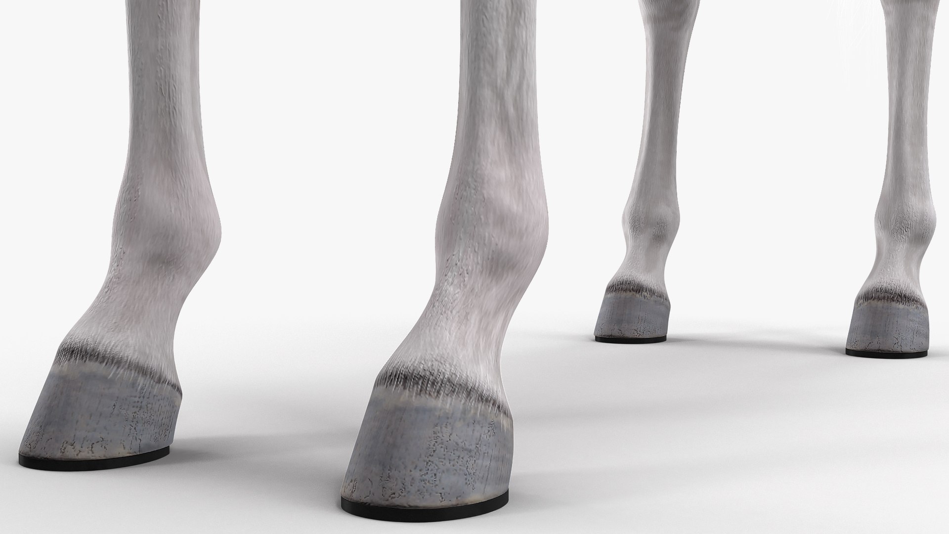 3D model white horse fur https://p.turbosquid.com/ts-thumb/Kx/hT2SaB/qqeMkC2k/whitehorsefurvray3dmodel015/jpg/1570326426/1920x1080/fit_q87/c39011a1a3aa7694faddbe4bce660006ee90b370/whitehorsefurvray3dmodel015.jpg