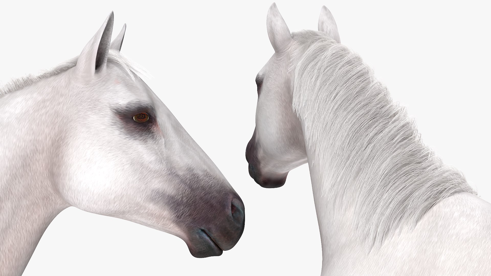3D model white horse fur https://p.turbosquid.com/ts-thumb/Kx/hT2SaB/r5pQe8B1/whitehorsefurvray3dmodel016/jpg/1570326429/1920x1080/fit_q87/28976995b5c4dfa054ecd260c5cdbebe0b923db6/whitehorsefurvray3dmodel016.jpg