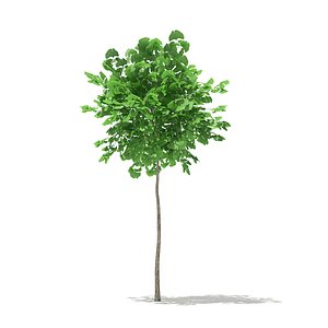 ginkgo tree biloba 1 3D model