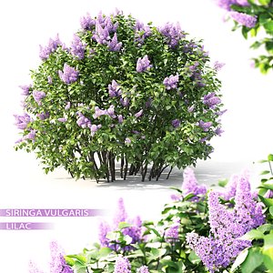 3D shrub lilac flowering 2