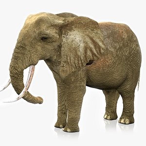3D African Elephant RIGGED L2266